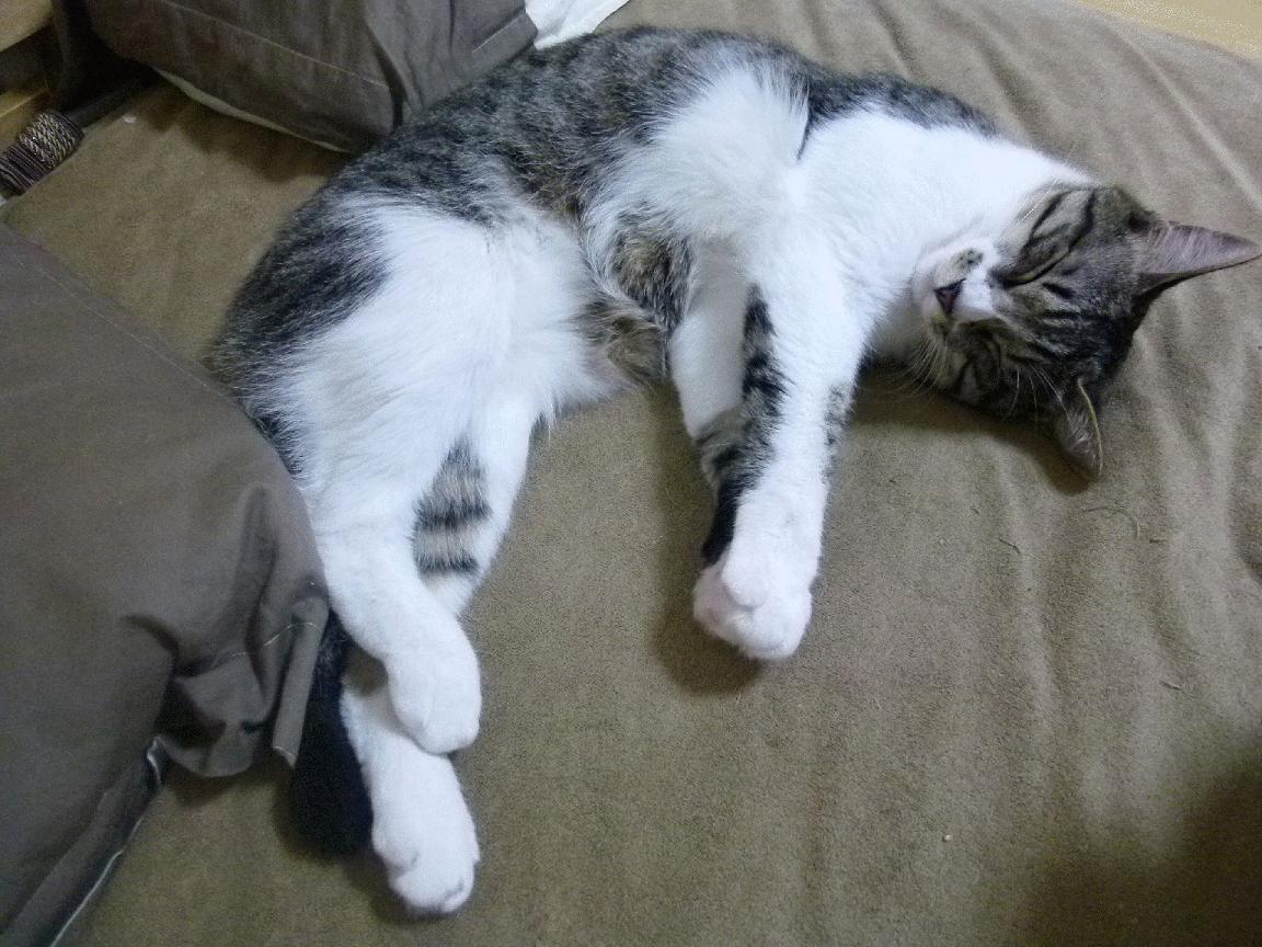 9游游戏官网-2019年季后赛,库里在一场比赛中投中8个三分,刷新个人季后赛单场三分球纪录